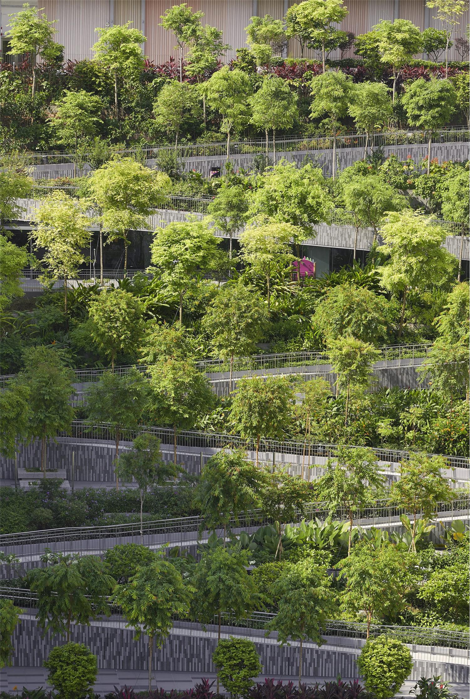 新加坡绿洲露台