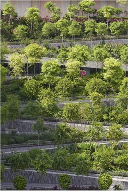新加坡绿洲露台
