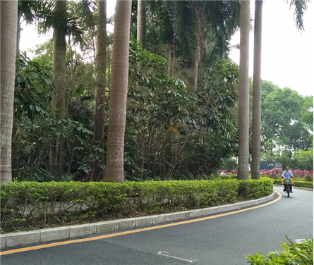 南京 · 華僑城 · 城市政道路景觀設計